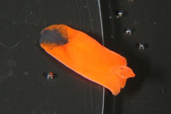 Media type: image;   Malacology 385571